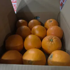 🌟ネーブルオレンジ販売開始🌟5キロ