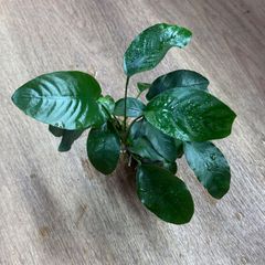 アヌビアスナナプチ スノーフレーク【水上葉】1株 - メルカリ