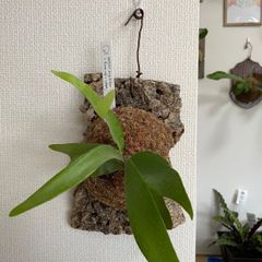 ビカクシダ(コウモリラン)ネザーランド 流木付け - メルカリ ビカクシダ(コウモリラン)ネザーランド 流木付け - メルカリ