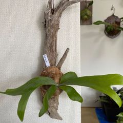 ビカクシダ（コウモリラン）ネザーランド 流木付け - メルカリ