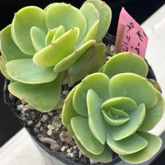 2026年最新】ピーチプリデの人気アイテム - メルカリ