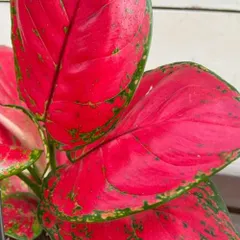 2026年最新】アグラオネマピンクの人気アイテム - メルカリ