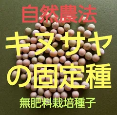 自然農法　キヌサヤの固定種25粒以上
