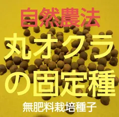 自然農法　丸オクラの固定種50粒以上