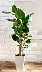 2026年最新】フィカス・ ベンガレンシスの人気アイテム - メルカリ