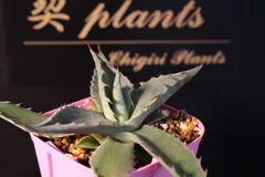 2026年最新】アガベモンタナの人気アイテム - メルカリ