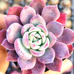 2026年最新】コロラータタパルパの人気アイテム - メルカリ