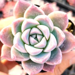 2026年最新】コロラータタパルパの人気アイテム - メルカリ