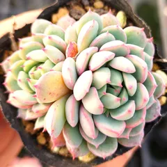 2026年最新】コロラータタパルパの人気アイテム - メルカリ