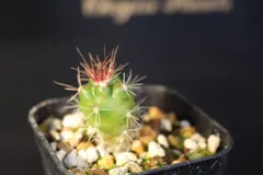 2026年最新】フェロカクタスの人気アイテム - メルカリ