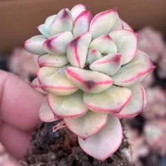 2026年最新】多肉の人気アイテム - メルカリ