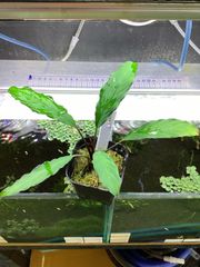 熱帯植物　Piptospatha sp. Pulau lingga SF 熱帯植物 Piptospatha sp. Pulau lingga SF - メルカリ