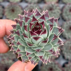 2026年最新】センペルビウムの人気アイテム - メルカリ