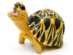 2026年最新】動物の惑星 フィギュアの人気アイテム - メルカリ