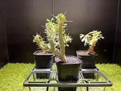 2026年最新】モンソニア クラシカウリスの人気アイテム - メルカリ