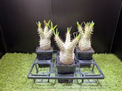 モンソニアペニクリナム良型 4株セット ⚠️説明欄必読の上コメント 