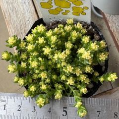 でんで様専用❣️古都の葉さん苗❣️小桃いろは❣️札付き❗️多肉植物