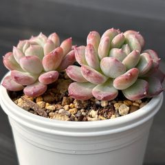 チェリーボンボン ぼのぼの苗 多肉植物 エケベリア セダム 抜き苗