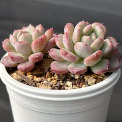 【発根済み抜き苗】メノウ エケベリア｜多肉植物｜タグ付き