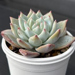多肉植物 銀天女×（メキシコローズ×沙羅姫牡丹）【抜き苗】 - メルカリ