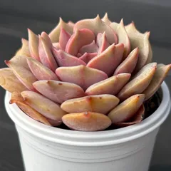 【発根済み抜き苗】紫姫 エケベリア｜多肉植物｜タグ付き