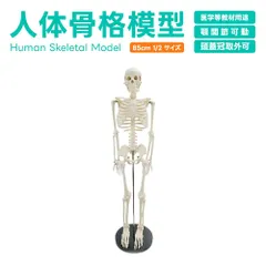 2026年最新】骨 骨格 標本の人気アイテム - メルカリ