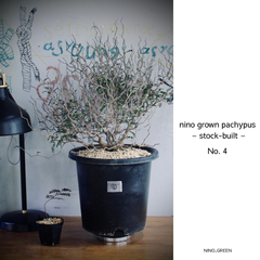 オペルクリカリア・パキプス nino grown pachypus – stock-built –（現品No.4）