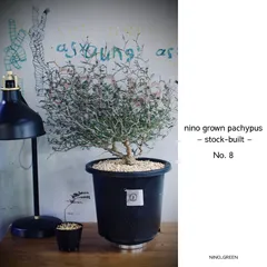 2026年最新】パキプス 根挿しの人気アイテム - メルカリ