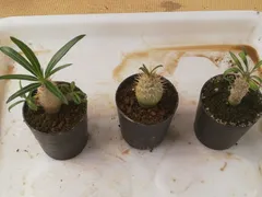 2026年最新】グラキリスの人気アイテム - メルカリ