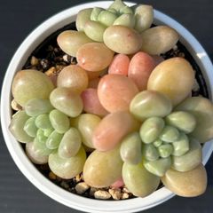 多肉植物 希少 現物 五十鈴玉錦 1ポット 抜き苗 - メルカリ