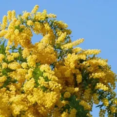 ミモザアカシア　3.5号ポット