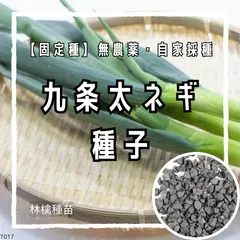【固定種】九条太ネギの種 約100粒 ｜ 京都伝統野菜 京野菜 万能ねぎ 薬味 無農薬栽培 自家採種 プランター栽培 分けつ葱 多年草