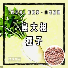 【固定種】島大根の種 約60粒 ｜ 沖縄在来種 暑さに強い 大型大根 煮物 炒め物 無農薬栽培 自家採種 野菜の種 家庭菜園 貯蔵性抜群