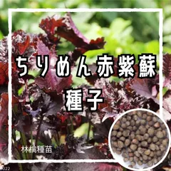 【固定種】ちりめん赤しその種 約40粒 ｜ 梅干し作り しそジュース 薬味 香りが強い 無農薬栽培 自家採種 野菜の種 家庭菜園 プランター栽培