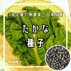【固定種】高菜の種 約100粒 ｜ 高菜漬け 炒め物 おにぎりの具 丈夫で育てやすい 無農薬栽培 自家採種 野菜の種 家庭菜園 プランター栽培