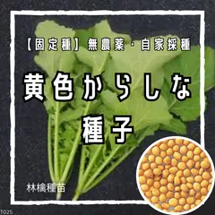 【固定種】黄色からしなの種 約100粒 ｜ ピリッとした辛み サラダ 薬味 菜の花 無農薬栽培 自家採種 野菜の種 家庭菜園 プランター栽培