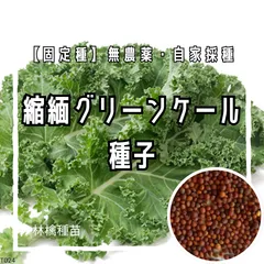 【固定種】縮緬グリーンケールの種 約100粒 ｜ 野菜の王様 栄養豊富 カーリーケール 無農薬栽培 自家採種 野菜の種 家庭菜園 プランター栽培 スーパーフード