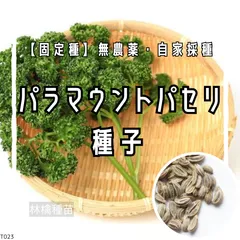 【固定種】パラマウントパセリの種 約40粒 ｜ 香り高く彩り鮮やか 縮れ葉タイプ 無農薬栽培 自家採種 野菜の種 家庭菜園 プランター栽培