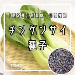 【固定種】チンゲン菜の種 約100粒 ｜ シャキシャキ食感 煮崩れしにくい 無農薬栽培 自家採種 野菜の種 青梗菜 家庭菜園 プランター栽培