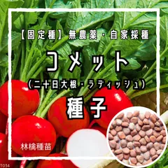 【固定種】コメットの種 約60粒 ｜ 丸くて赤い可愛いラディッシュ 二十日大根 無農薬栽培 自家採種 野菜の種 家庭菜園 プランター栽培