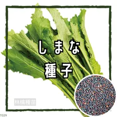 【固定種】しまな（島菜）の種 約100粒 ｜ 沖縄の伝統野菜  丈夫で栄養満点 無農薬栽培 自家採種 野菜の種 家庭菜園 プランター栽培