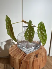 2026年最新】ベゴニアマクラータの人気アイテム - メルカリ