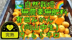 【みーちゃん様専売品】【完熟】自然栽培 無農薬無肥料 有田みかん🍊(向山中生)9.65キロ