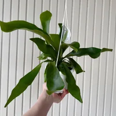 2026年最新】ビフルカツムの人気アイテム - メルカリ