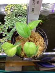 Homalomena sp Sumatera Utara【LA0722⁻02】 - メルカリ