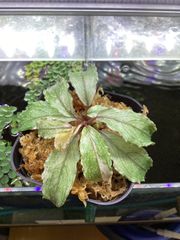 Homalomena sp. “Manase” オーバルレッド スラウェシ カミハタ - メルカリ