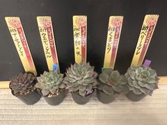 ➉大きめ苗! そわそわ❣️桜鬼❣️赤鬼❣️華切子❣️発根済 6苗