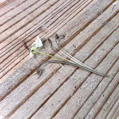 2026年最新】ムルチフィズムの人気アイテム - メルカリ