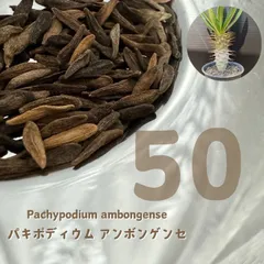 パキポディウム　アンボンゲンセ　種子　50粒　2026.0217入荷 2026年最新】アンボンゲンセ 種の人気アイテム - メルカリ