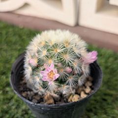 多肉植物ユーフォルビア スザンナエ（瑠璃晃）綴化 - メルカリ